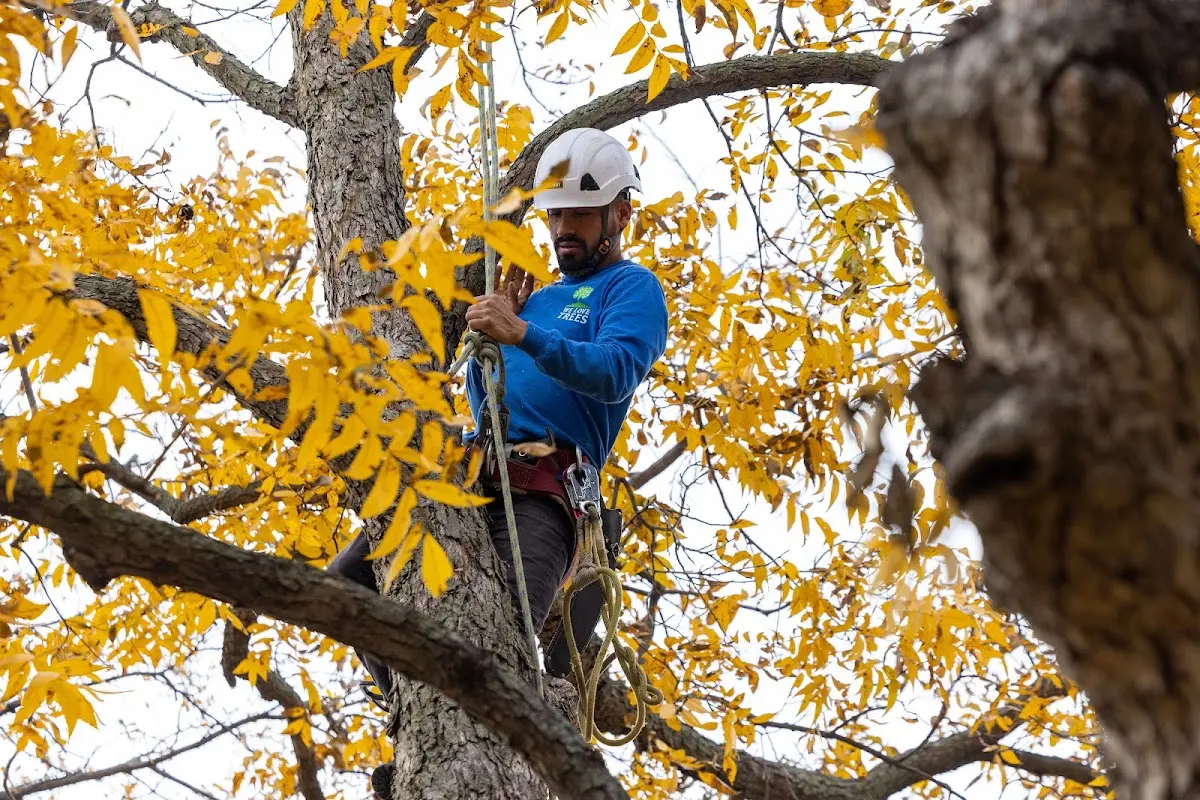 Skilled Storm Damage Cleanup crew working in Reedley
